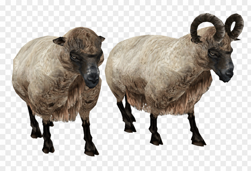 Sheep Image Welsh Mountain Icon PNG