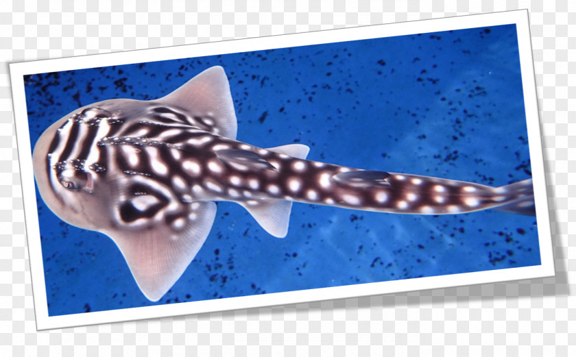 BABY SHARK Sharks & Rays Bowmouth Guitarfish Batoidea Chondrichthyes PNG