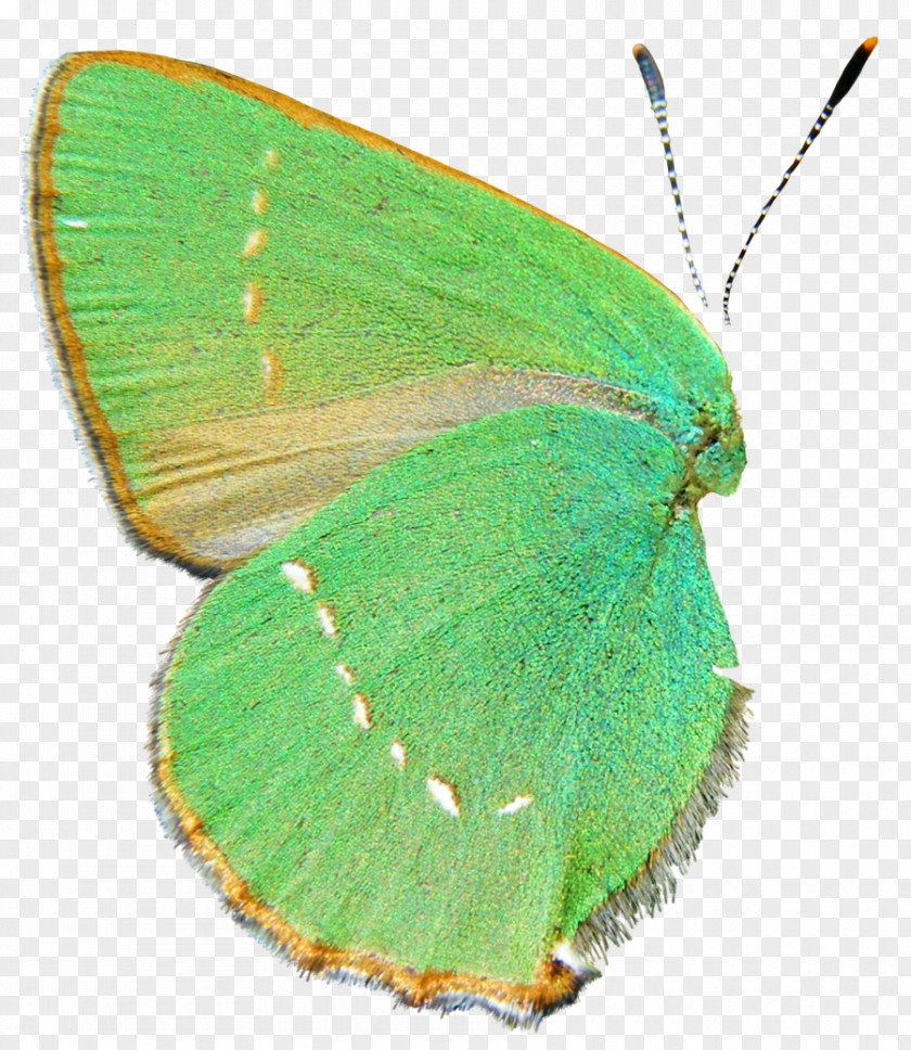 Buterfly Colias Butterfly Insect Wing Clip Art PNG