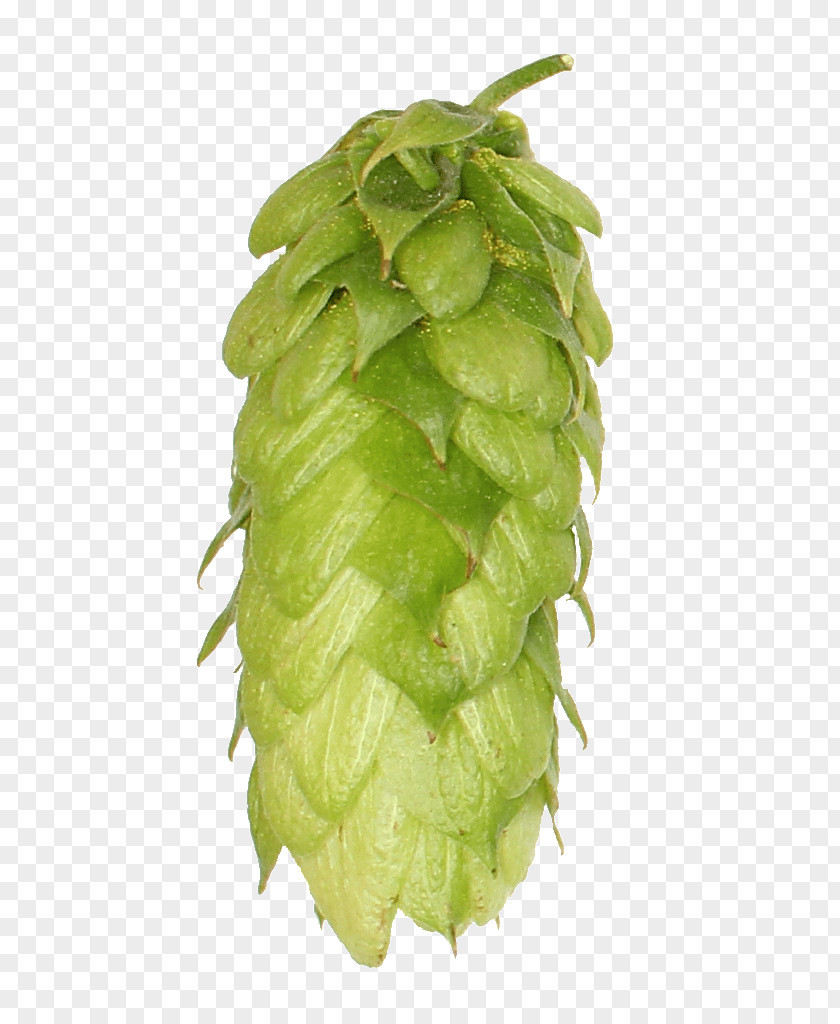 Hops Beer India Pale Ale Common Hop Brewery PNG