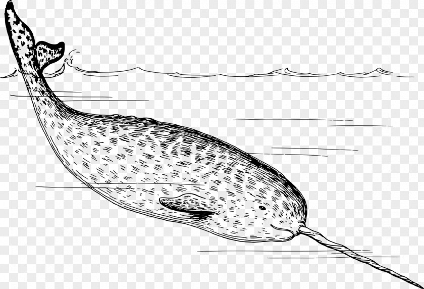 Narwhal Arctic Whale Tusk Clip Art PNG