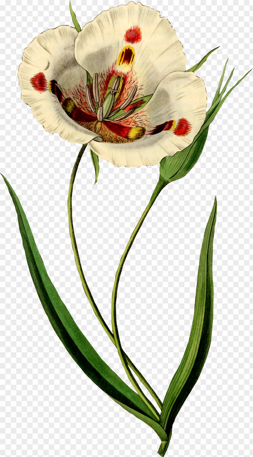 Painting Butterfly Mariposa Lily Watercolor Art Botanical Illustration PNG