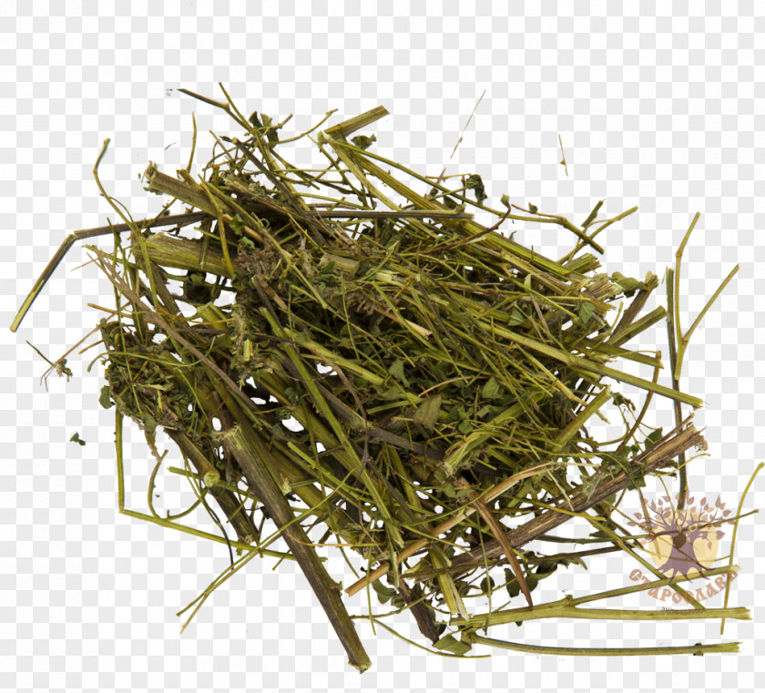 Plant Huáng Qí Astragalus Dasyanthus Herbaceous Root PNG