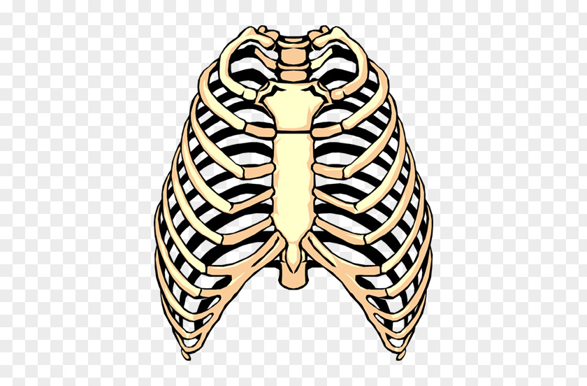 Thoracic Skeleton Spare Ribs Barbecue Rib Cage Clip Art PNG