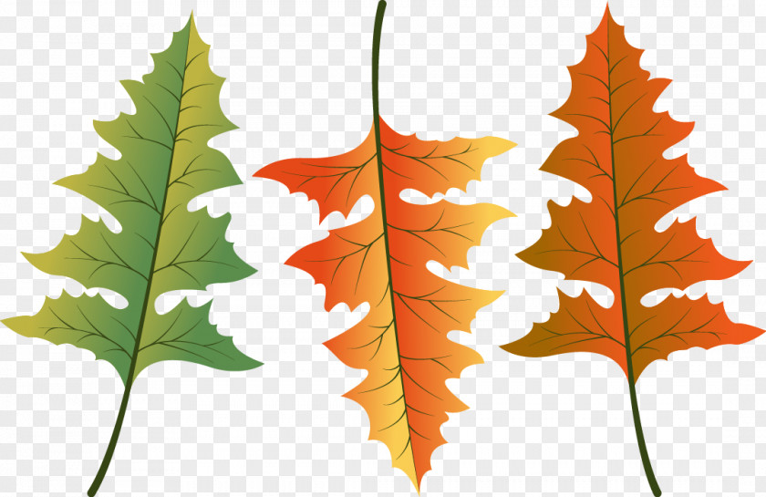Vector Graphics Drawing Leaf Design Tree PNG