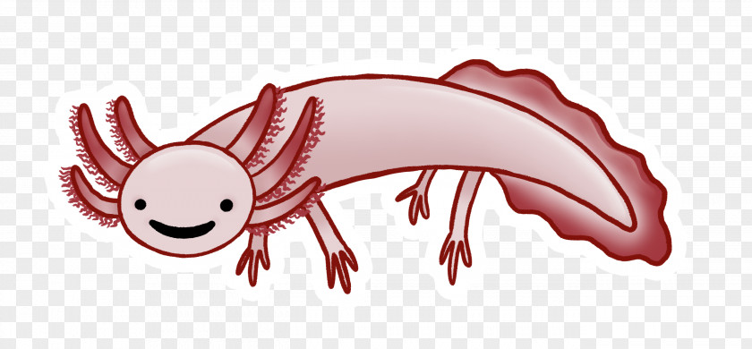 Axolotl Infographic Cartoon Canvas Salamander Illustration PNG
