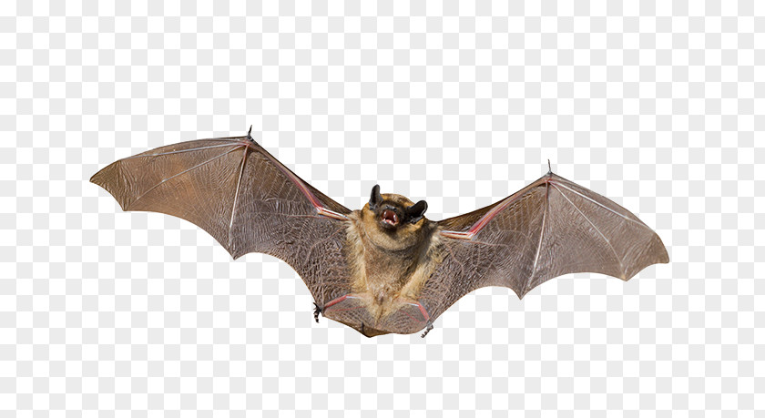 Bat Little Brown Mammal Animal Nocturnality PNG