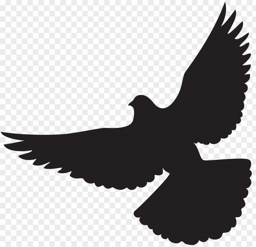 DOVE Columbidae Silhouette Clip Art PNG