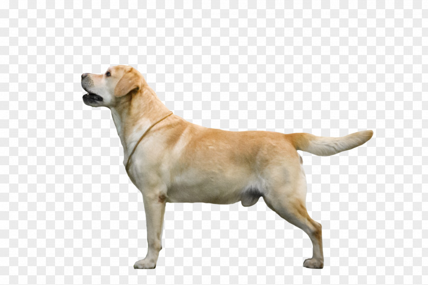 English Edition Labrador Retriever Dog Breed Companion Sporting Group PNG
