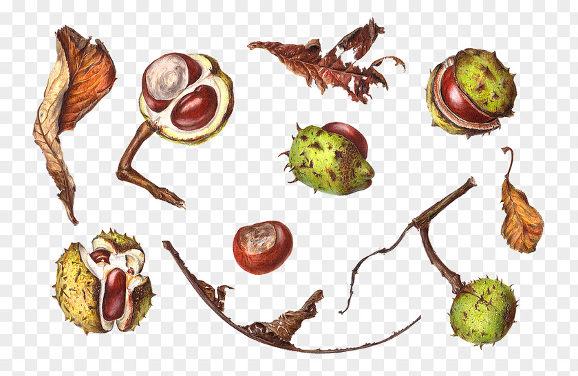 Painting European Horse-chestnut Drawing Botanical Illustration PNG