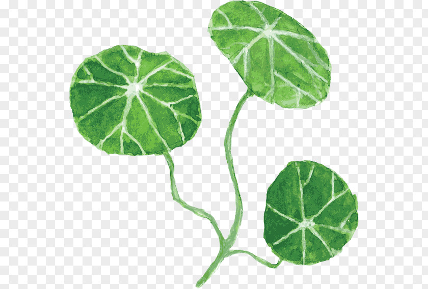 Painting Leaf PNG