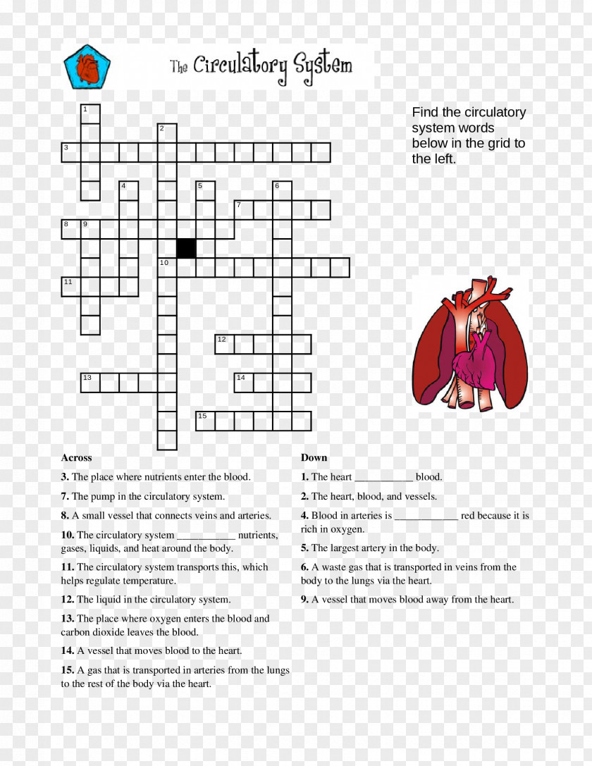 Circulatory System Crossword Human Body Puzzle Skeleton PNG