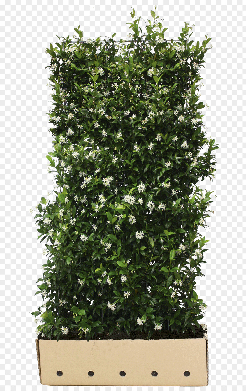 Confederate-jasmine Common Ivy Hedge Vine Evergreen PNG