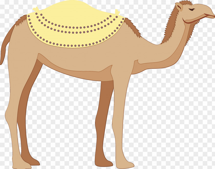 Dromedary Camels Biology Science PNG