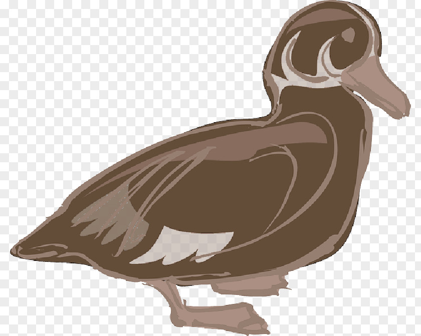 Hazy Domestic Duck Chicken Clip Art Bird PNG