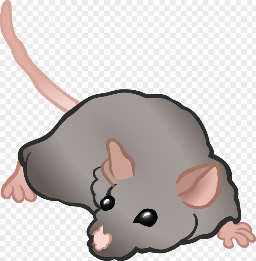 Rat Computer Mouse Rodent PNG