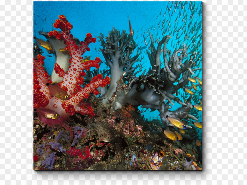 Sea Coral Reef Underwater Deep Creature Ocean PNG