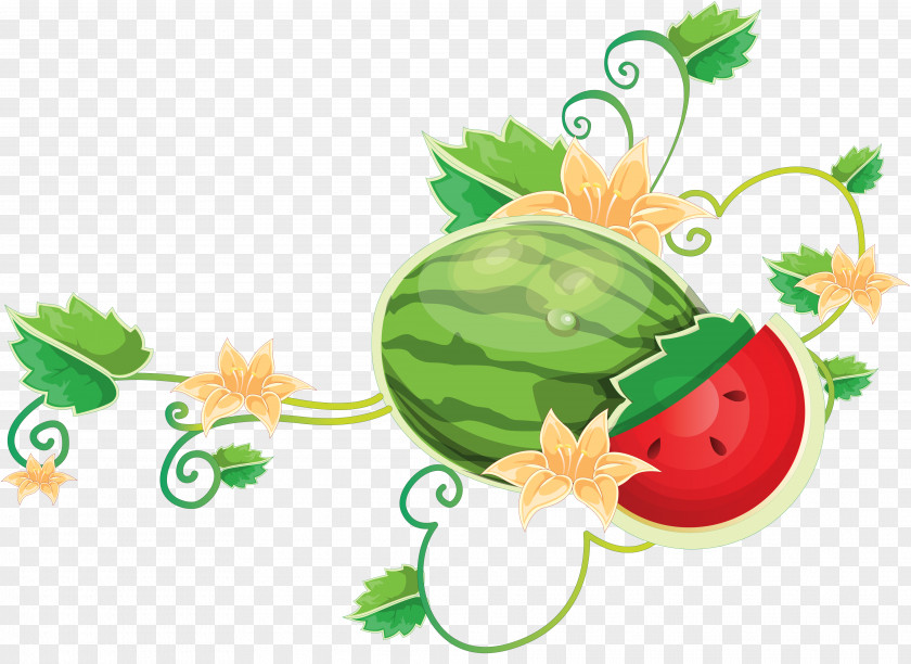 Watermelon Common Grape Vine PNG