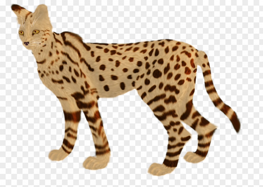 Cheetah Whiskers Leopard Ocelot Wildcat PNG