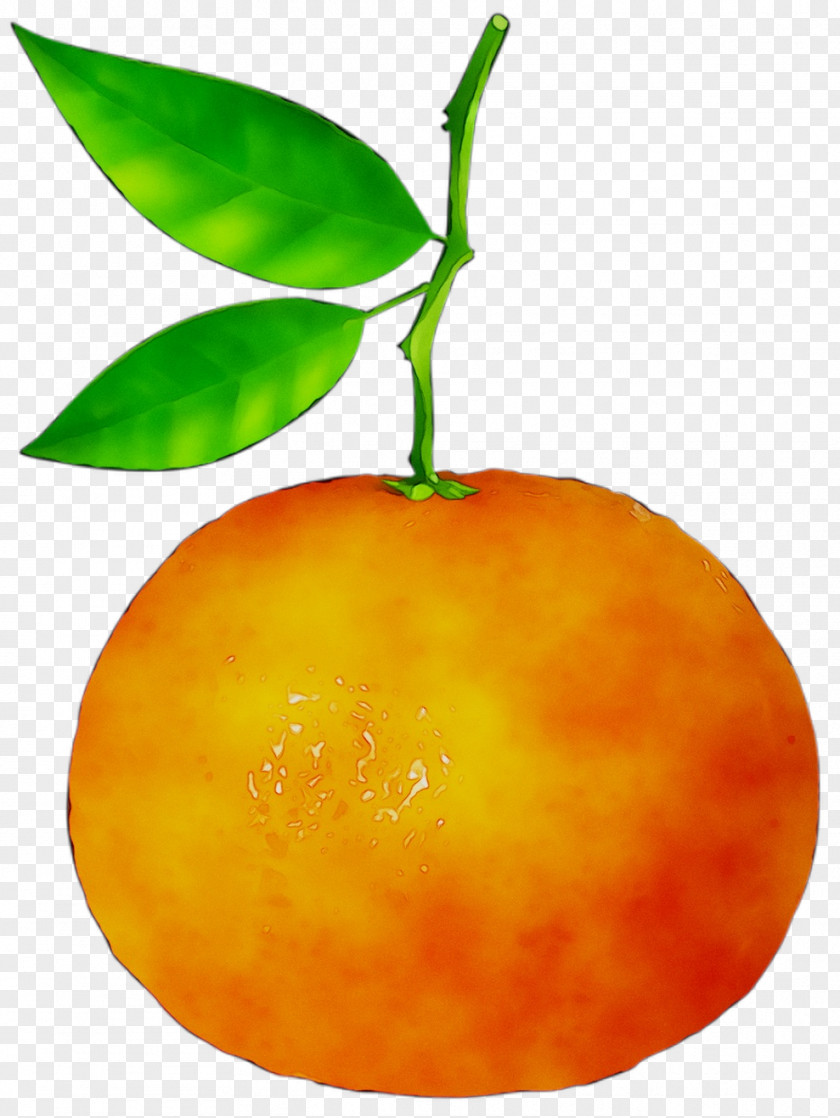Clementine Mandarin Orange Tangerine Bitter PNG