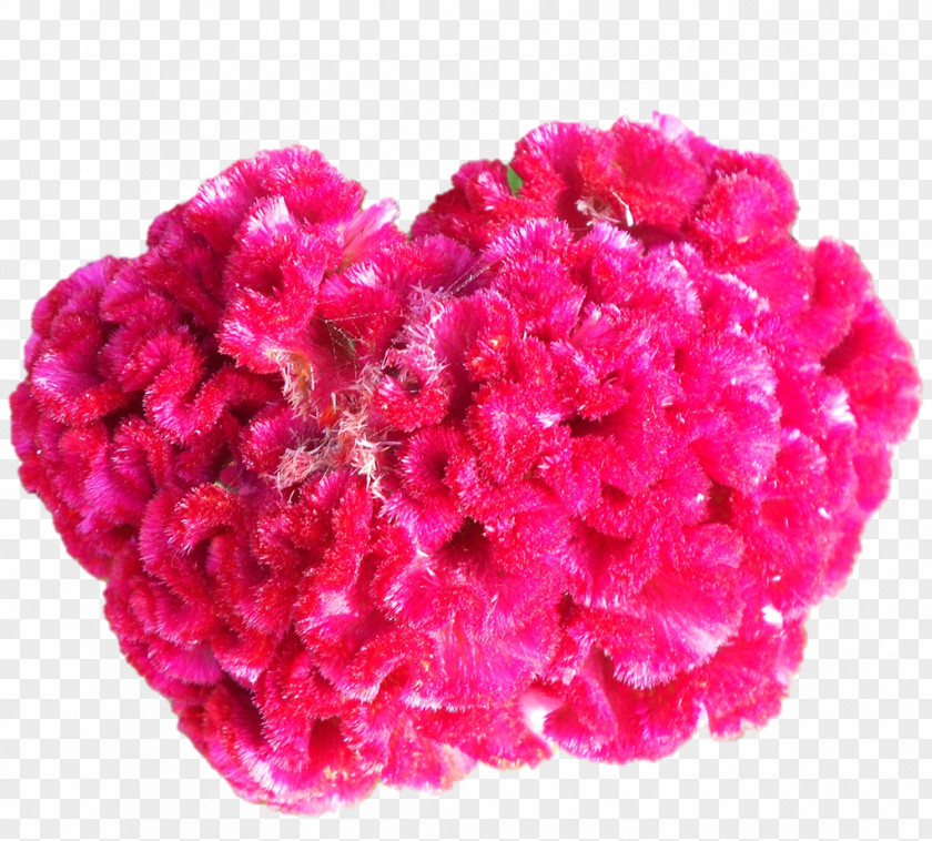Cut Flowers Pink M Wool Petal PNG