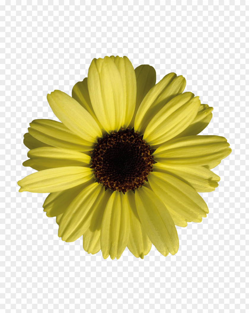 Flower Common Sunflower Marguerite Daisy Transvaal PNG