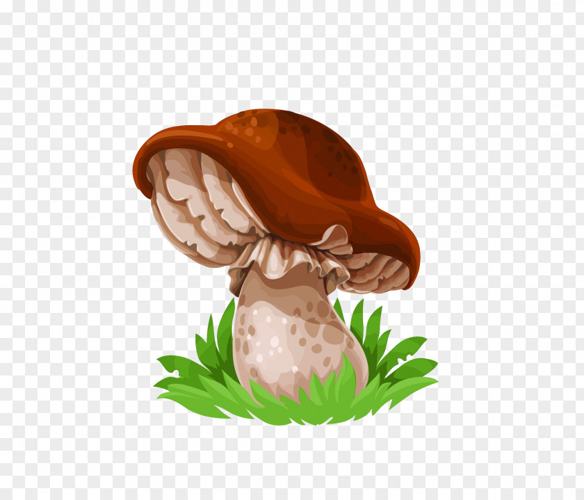 Mushroom Common Drawing Fungus Edible PNG