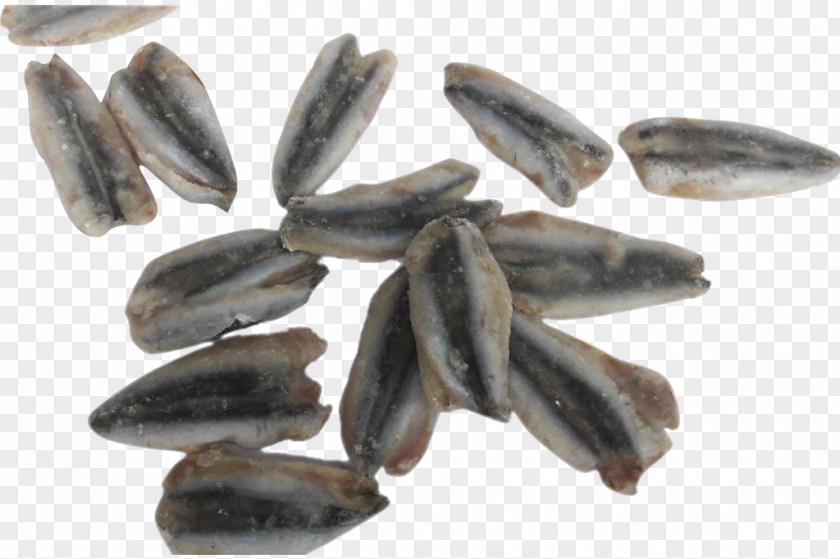Mussel Lake Suğla Fish Company Fillet PNG