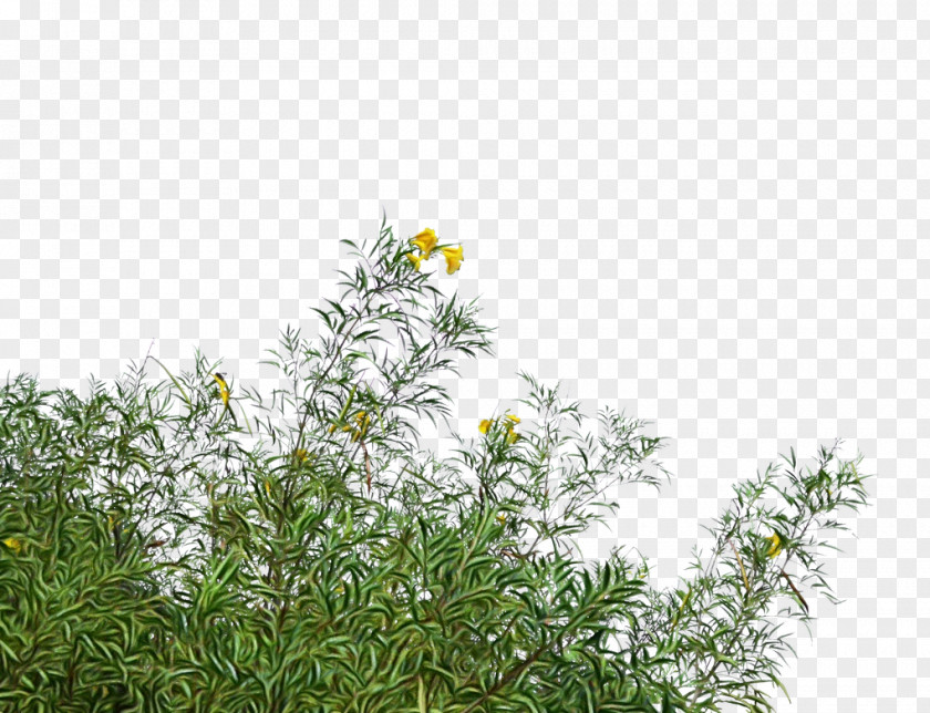 Perennial Plant Herbaceous Flower Vegetation Grass Flowering PNG