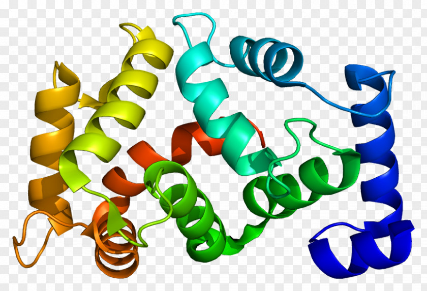 Tetrameric Protein Killer-cell Immunoglobulin-like Receptor KCNIP1 Potassium Channel PNG