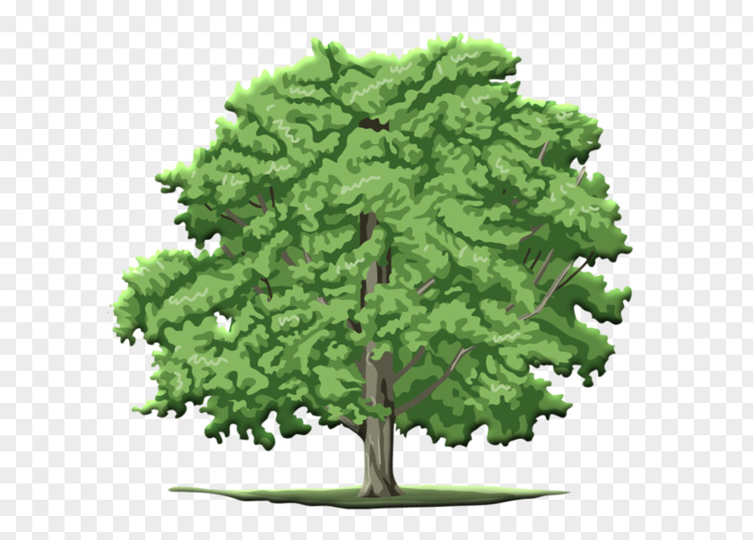 Tree Fir PNG