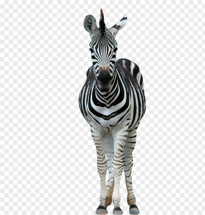 A Zebra Lion Horse Wildlife Stripe PNG