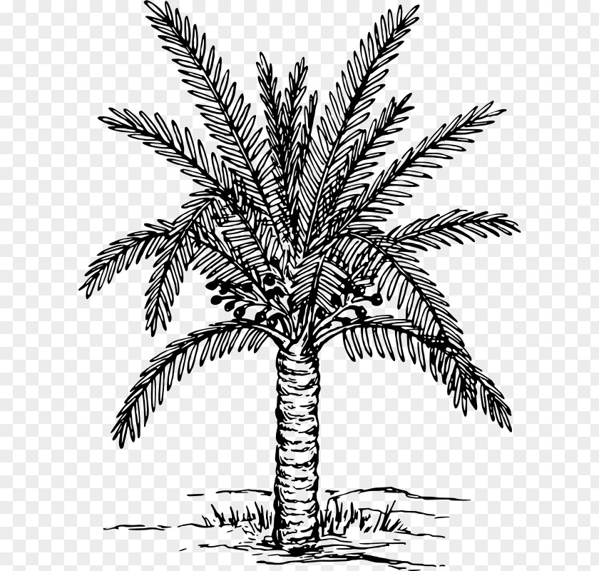 Date Palm Arecaceae Drawing Clip Art PNG