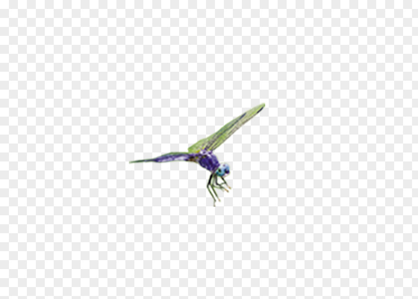 Dragonfly Purple Beak PNG