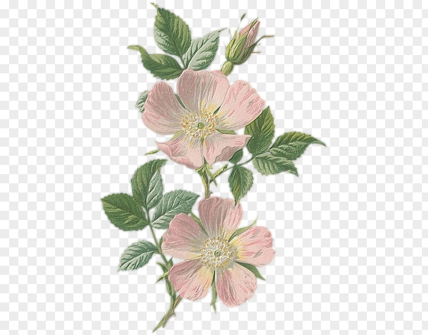 Flower Drawing Botanical Illustration Tattoo Dog-rose Pink PNG