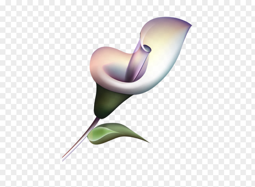 Lily Download Clip Art PNG