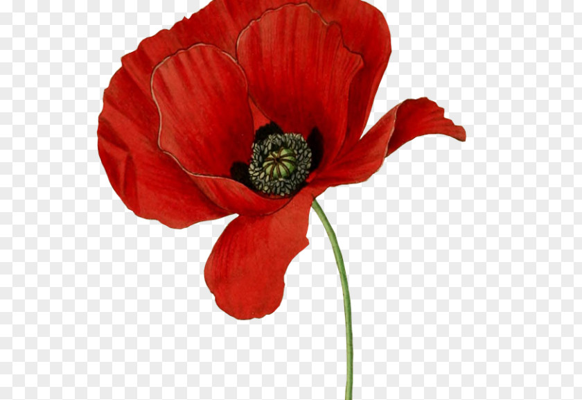 Flower Opium Poppy Clip Art PNG