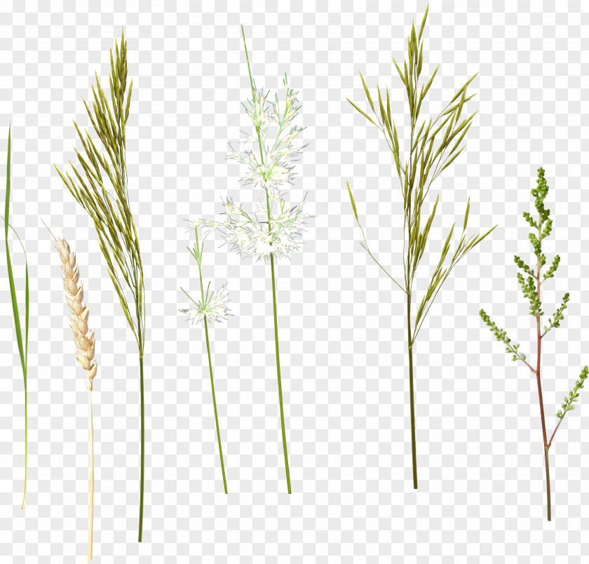 Grass Herbaceous Plant Stem Clip Art PNG