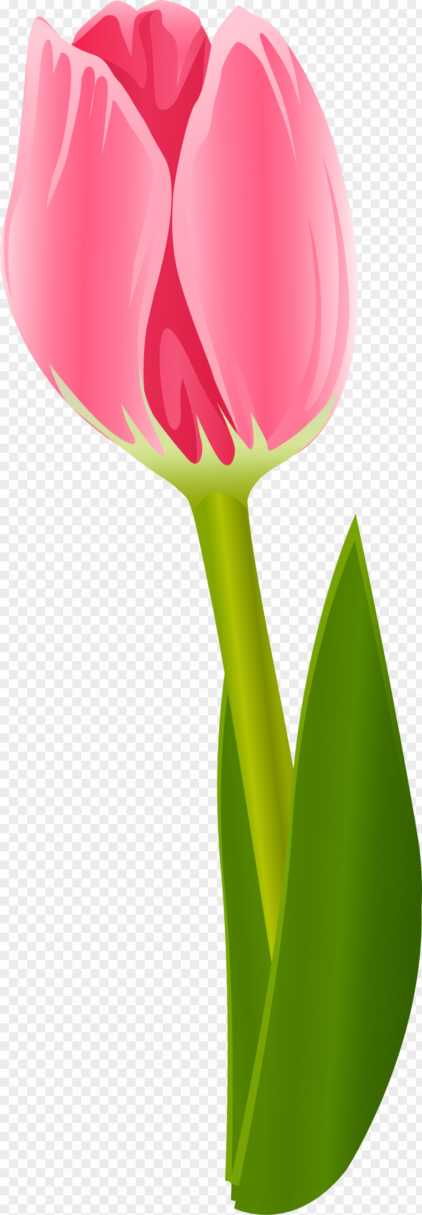 Tulip Flowering Plant Liliaceae PNG