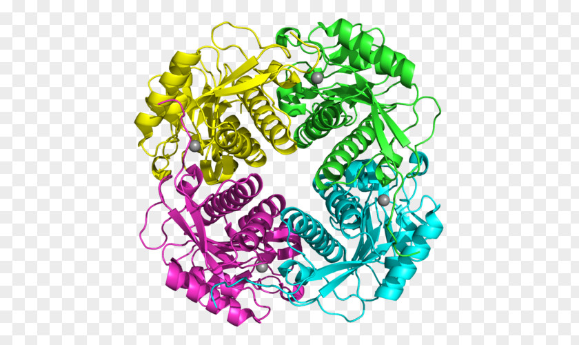 APIP APAF1 Protein Lyase Gene PNG