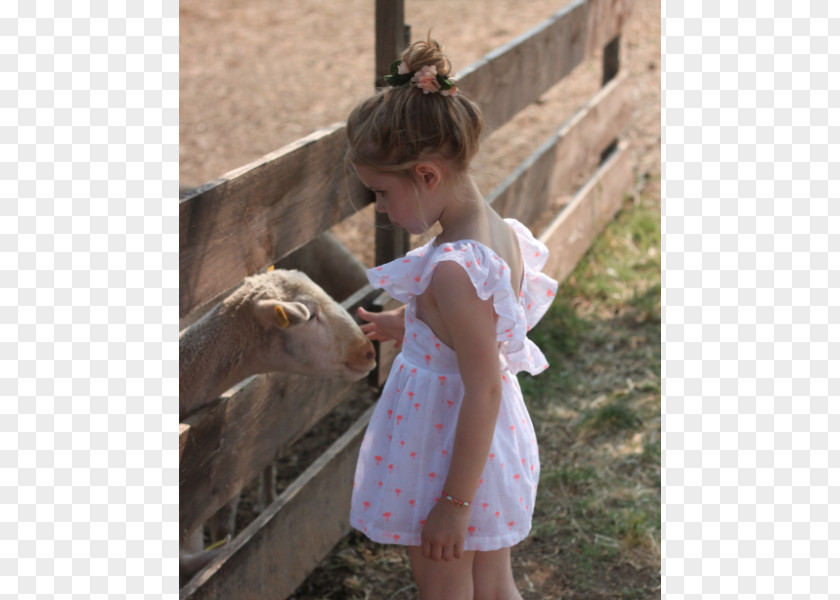 Goat Cattle Toddler PNG