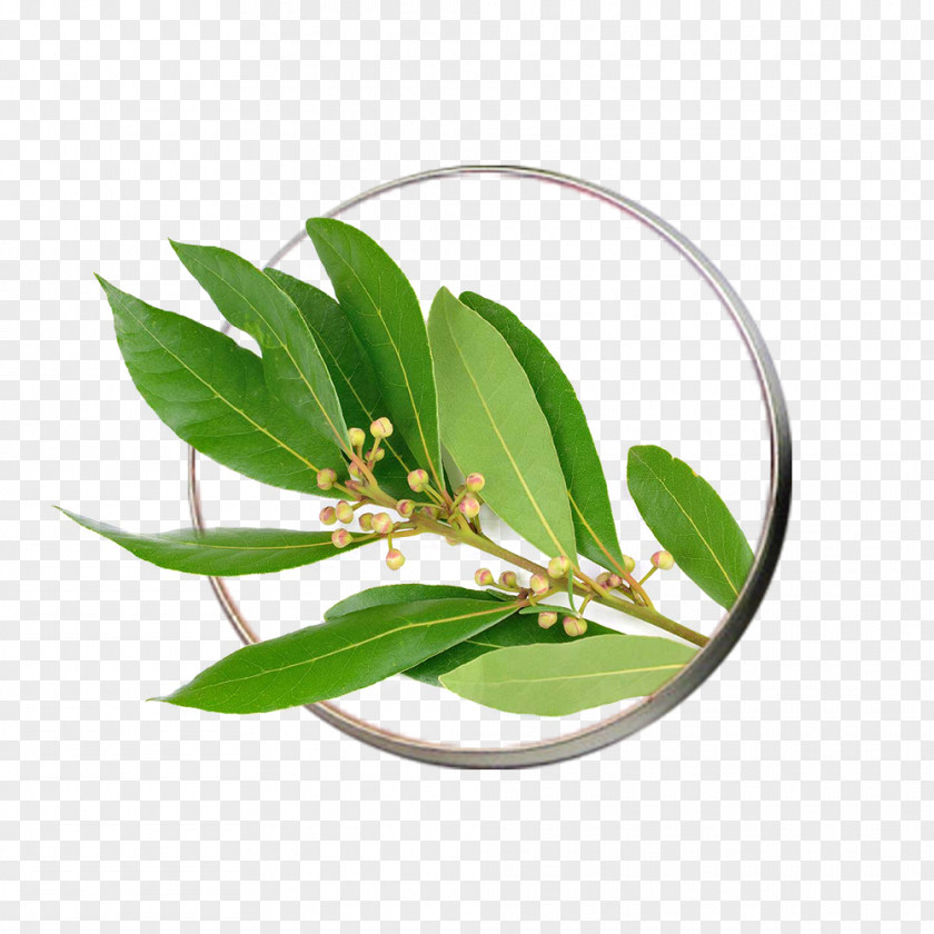 Leaf Bay Laurel Cinnamomum Tamala Herb Ravensara Aromatica PNG