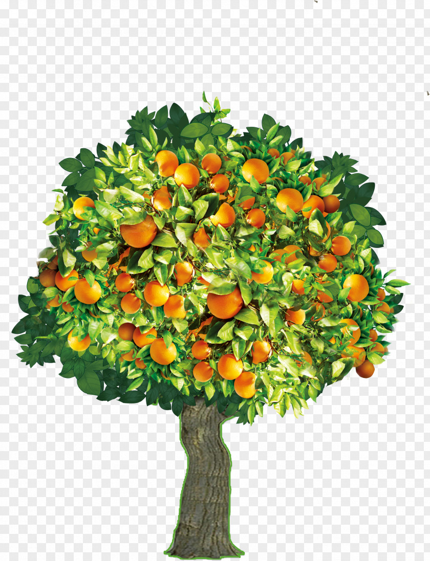 Orange Tree Mandarin PNG