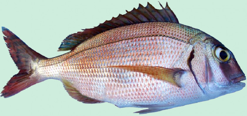Cyprinus Carpio Red Porgy Bluespotted Seabream Pagrus Major Common Pandora Fish PNG