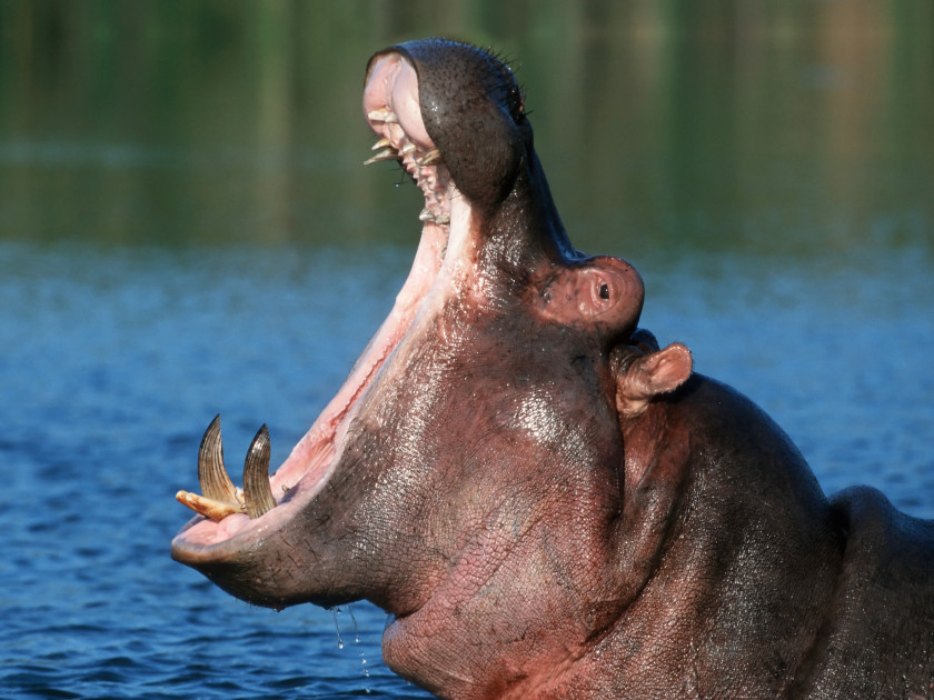 Hippo Pygmy Hippopotamus Giraffe Yawn Animal PNG