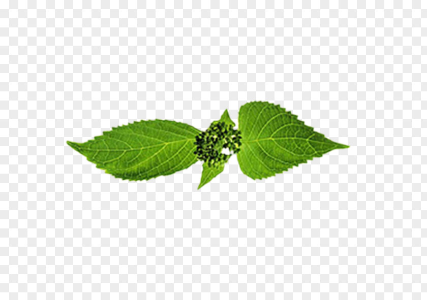 Leaf Branch Trunk Google Images PNG