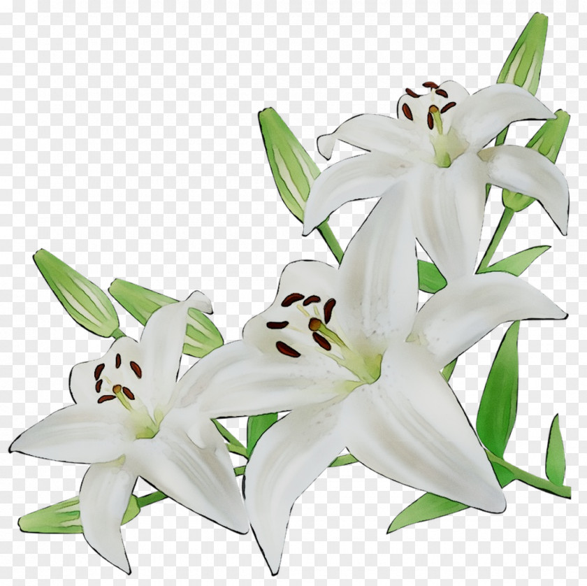 Lily Cut Flowers White Illustration PNG