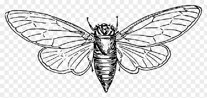 Locust Vector Graphics Insect Clip Art Drawing PNG