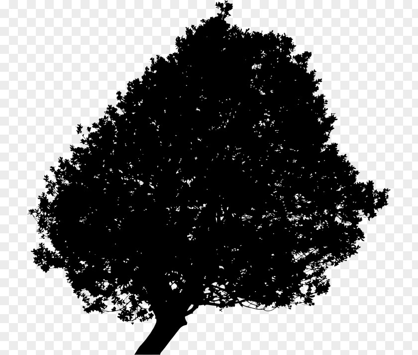 Lonely Tree Clip Art PNG