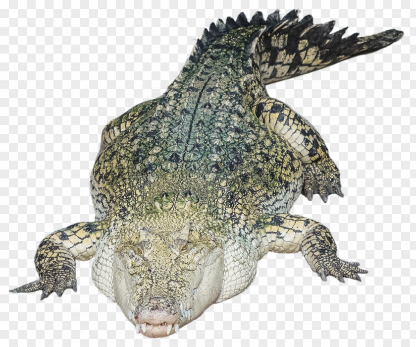 Alligator Photo Nile Crocodile PNG